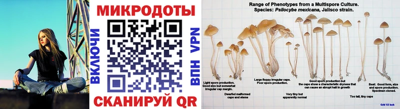 Купить  Лыткарино  Псилоцибиновые грибы Psilocybine cubensis 